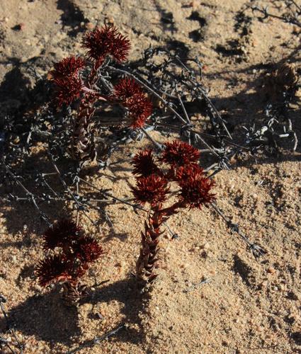 Crassula alpestris