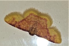 Syngatha latiflavaria