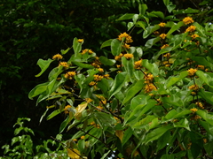 Mouriri acutiflora