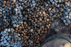 Pronolagus saundersiae