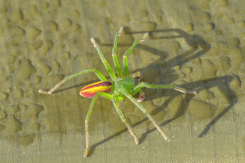 Green Huntsman Spider