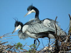 Black-Headed Heron photo 5