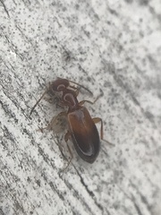 Ischyropalpus subtilissimus