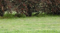 Nothoprocta cinerascens