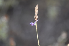 Delphinium peregrinum