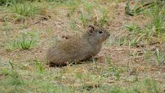 Microcavia australis