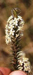 Struthiola hirsuta