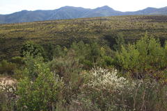 Struthiola hirsuta