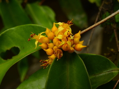 Mouriri acutiflora