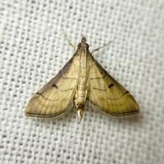 Cnaphalocrocis bilinealis