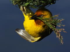 Restio subverticillatus