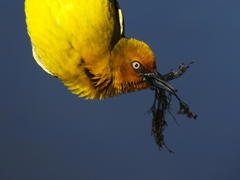 Restio subverticillatus