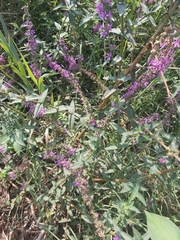 Lythrum salicaria