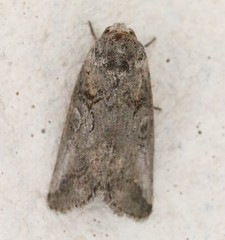 Aleptina inca