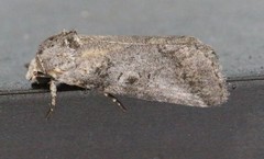 Aleptina inca