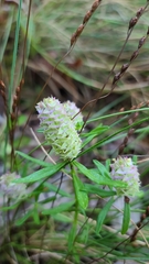 Polygala cruciata