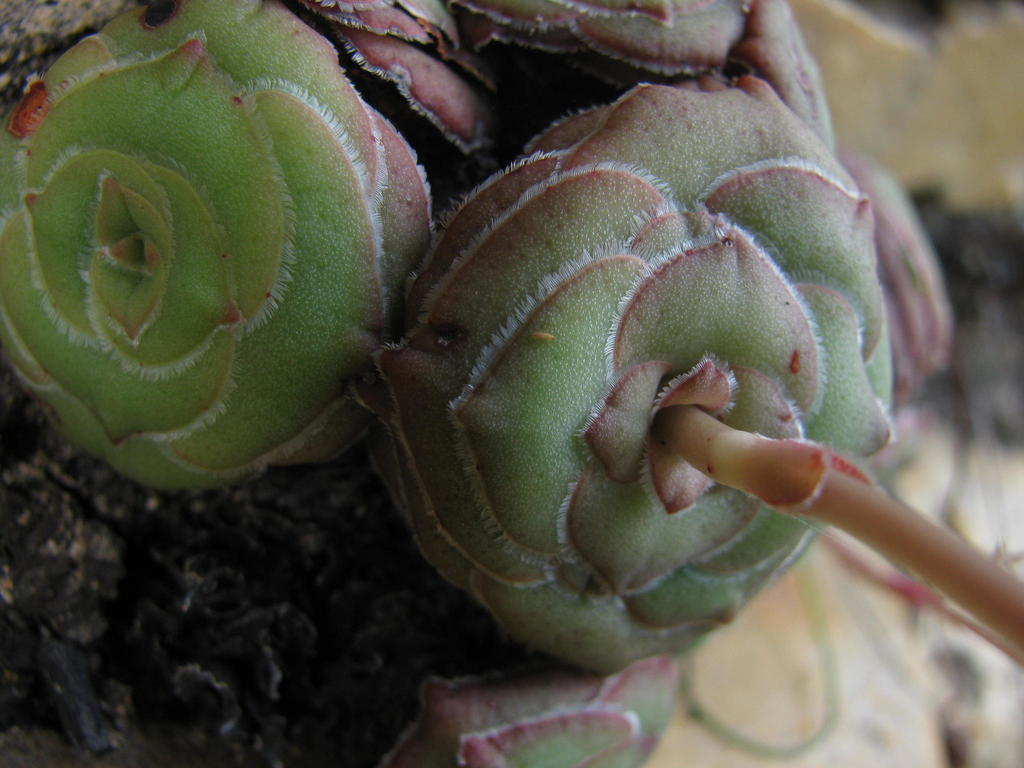 Crassula cremnophila, Cacadu, ZA-EC, ZA