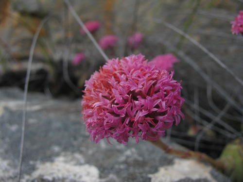 Crassula cremnophila