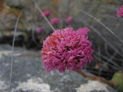 Crassula cremnophila