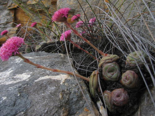 Crassula cremnophila