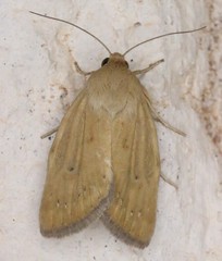 Heliocheilus paradoxus