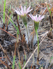 Gerbera natalensis