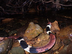 Micrurus surinamensis