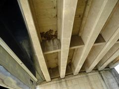 Apus affinis aerobates