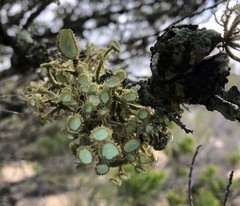 Usnea scabrida