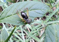 Trigonidium cicindeloides