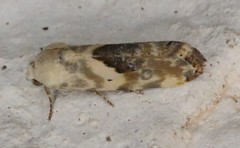Ponometia libedis