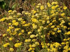 Helichrysum kraussii