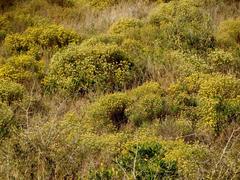 Helichrysum kraussii
