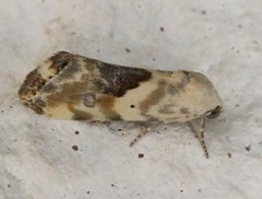Ponometia libedis