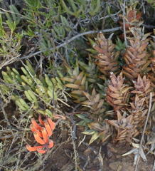 Astroloba rubriflora