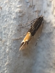 Cosmopterix pulchrimella
