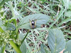 Trigonidium cicindeloides