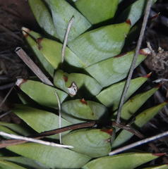 Astroloba rubriflora