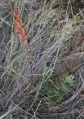 Astroloba rubriflora