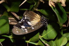 Hypolimnas anthedon wahlbergi