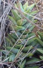 Astroloba rubriflora