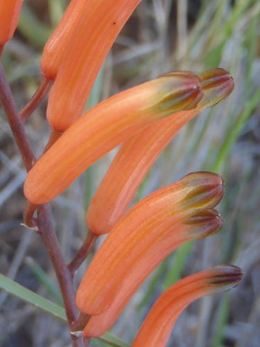 Astroloba rubriflora