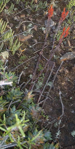 Astroloba rubriflora