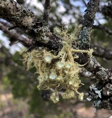 Usnea scabrida
