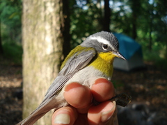 Oreothlypis superciliosa