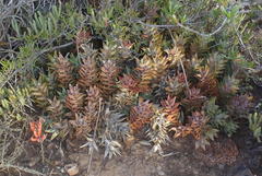 Astroloba rubriflora