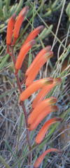 Astroloba rubriflora