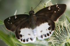 Tagiades menaka