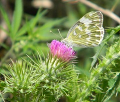 Pontia edusa moorei