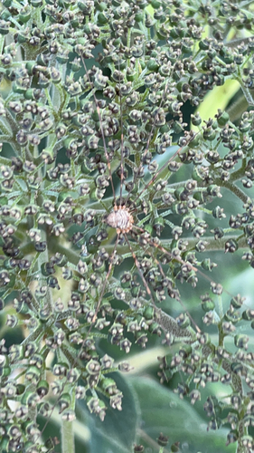 Fork-palped Harvestman, Utrecht, photo 10 of 10